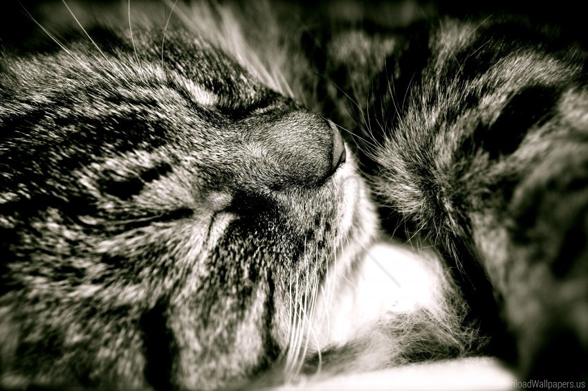 band cat muzzle sleep wallpaper background best stock photos - Image ID 161138
