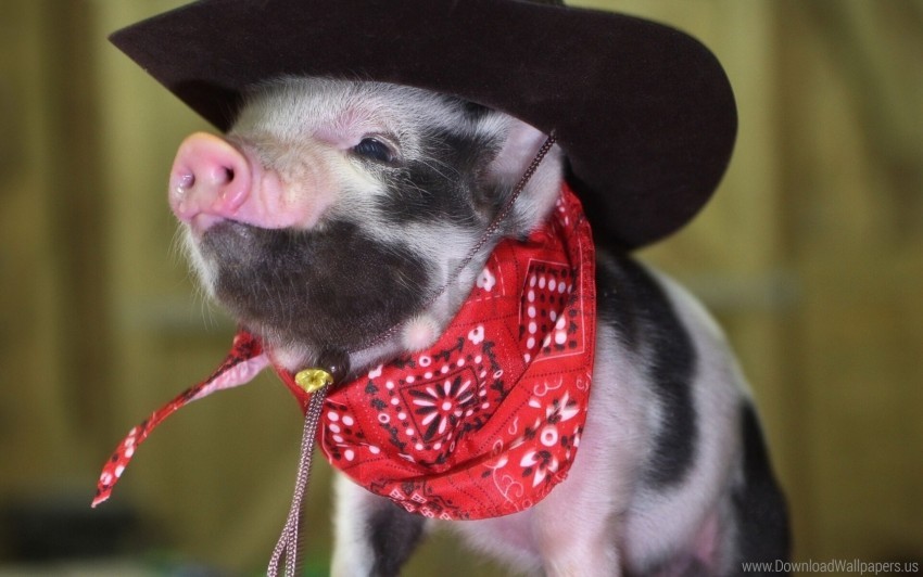 bandana, cowboy hat, little pig, pig