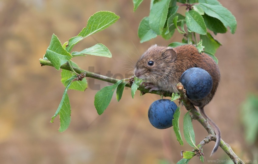 Bank Vole Berries Branch Mouse Plum Rodent Wallpaper Background Best Stock Photos