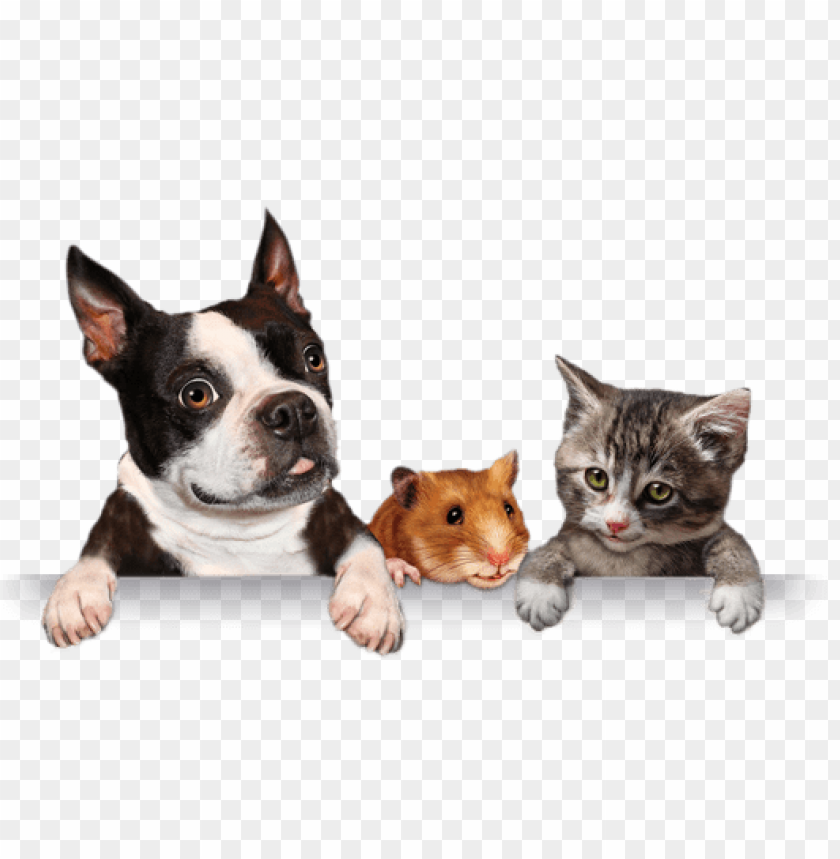 ribbon, pet, silhouette, dog, background, cat, animal