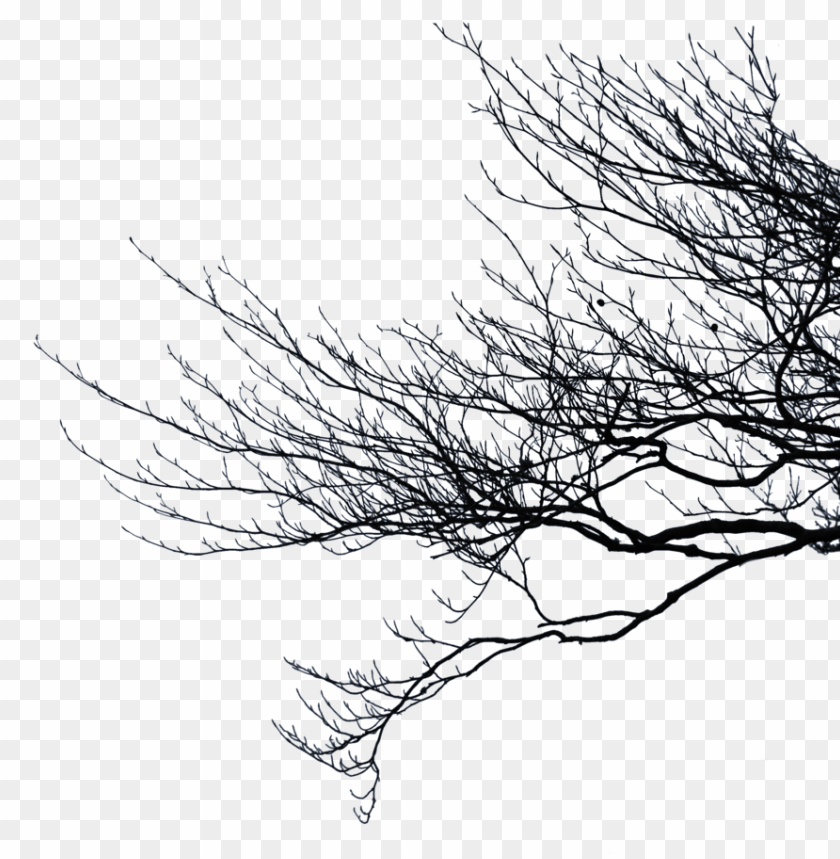 bare tree branch