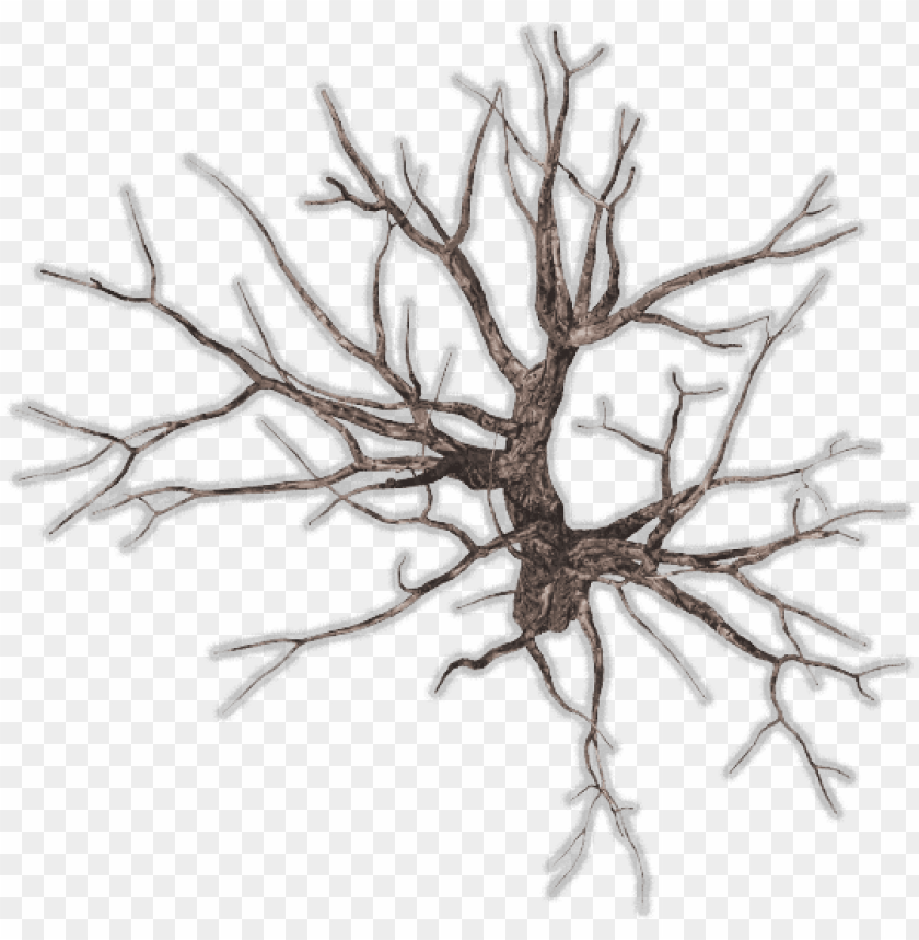 Bare Tree Png Download - Winter Tree Top View PNG Transparent With Clear Background ID 174811