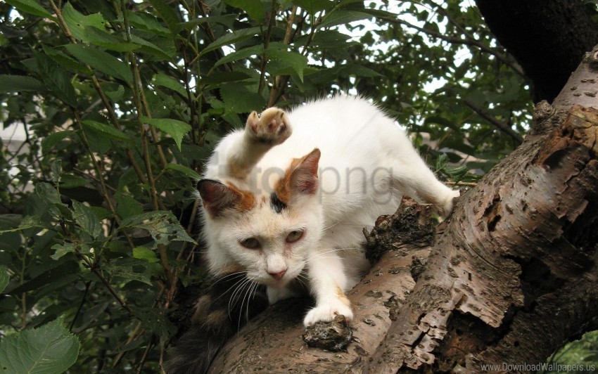 free PNG bark, cat, sit, spotted, tree wallpaper background best stock photos PNG images transparent