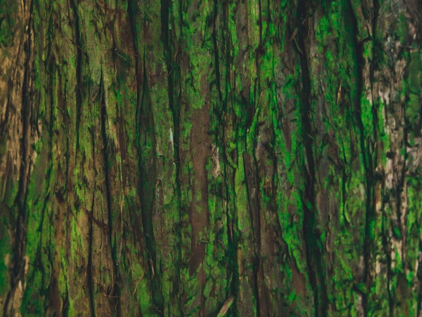 bark, tree, green, texture