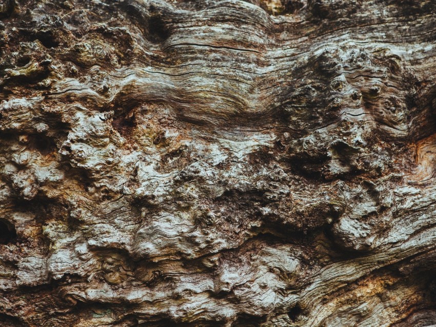 bark, tree, texture, ribbed