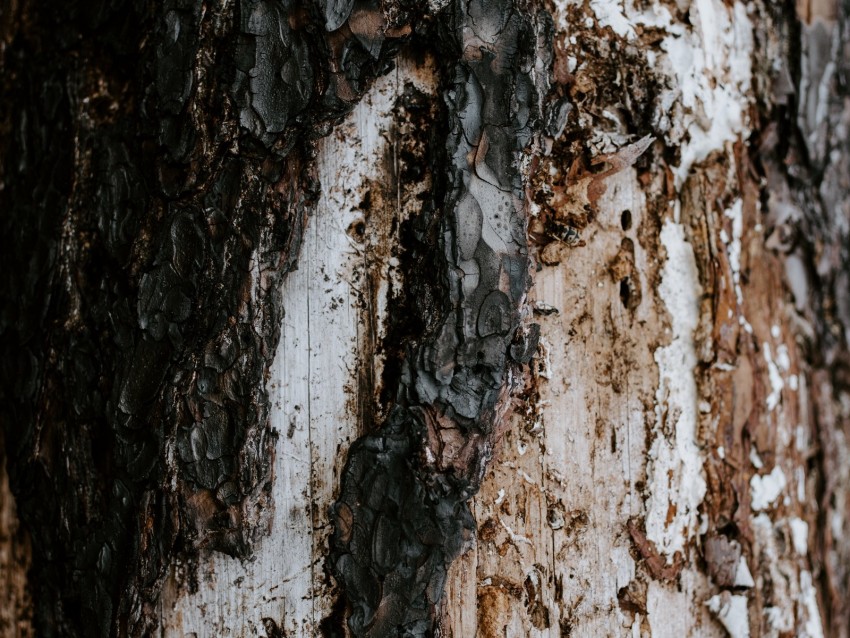 bark, tree, trunk, texture