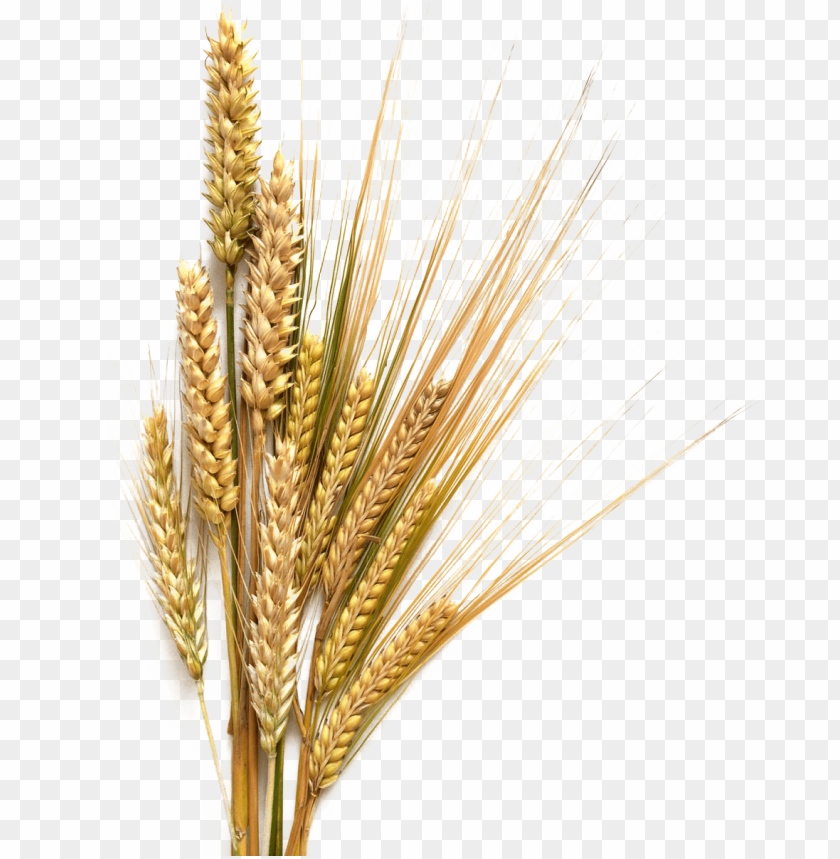 barley,الشعير