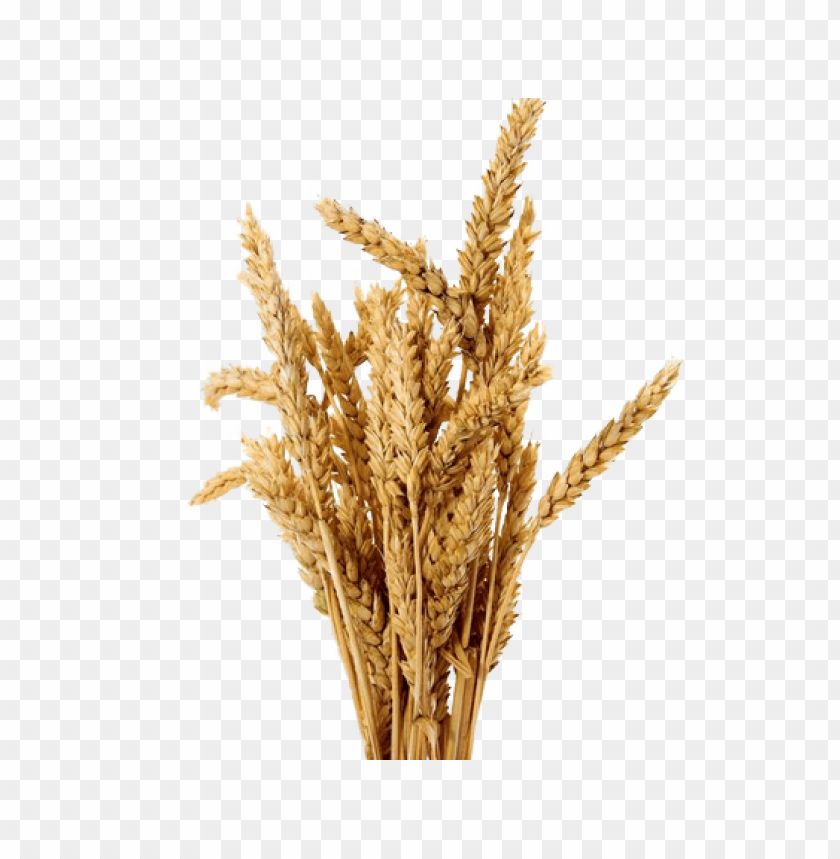 barley,الشعير