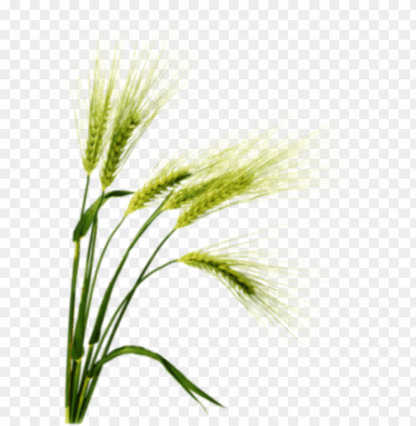 barley png image with transparent background barley PNG transparent with Clear Background ID 219837
