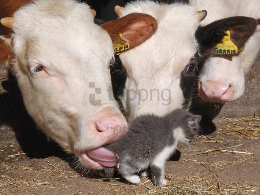 barn cow funny kitten wallpaper background best stock photos - Image ID 157675