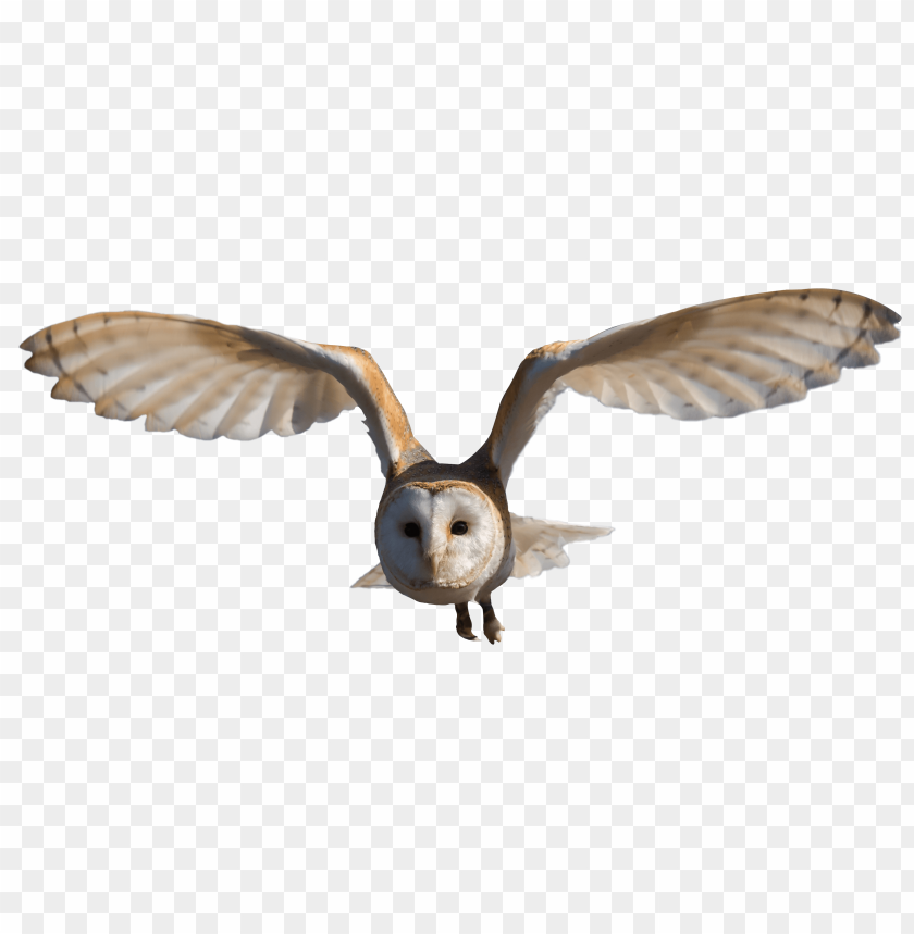 bird, owl