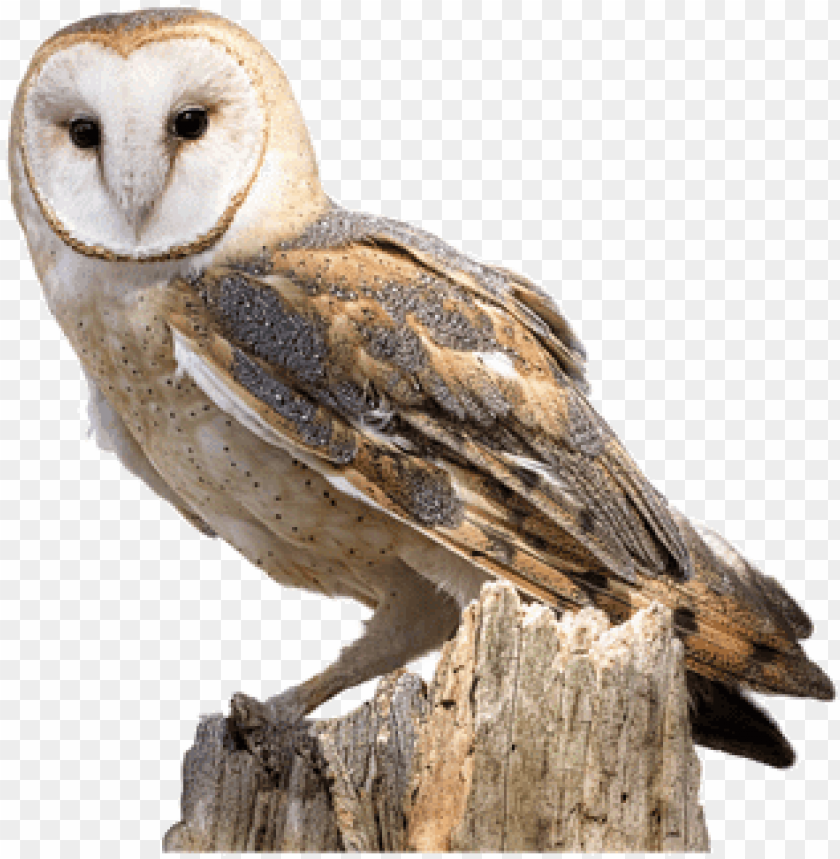 Download Barn Owl Png Image With Transparent Background Toppng