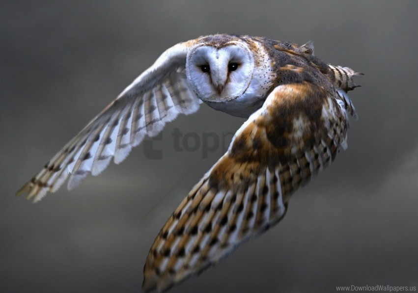 barn owl bird flying owl predator wallpaper background best stock photos - Image ID 149355