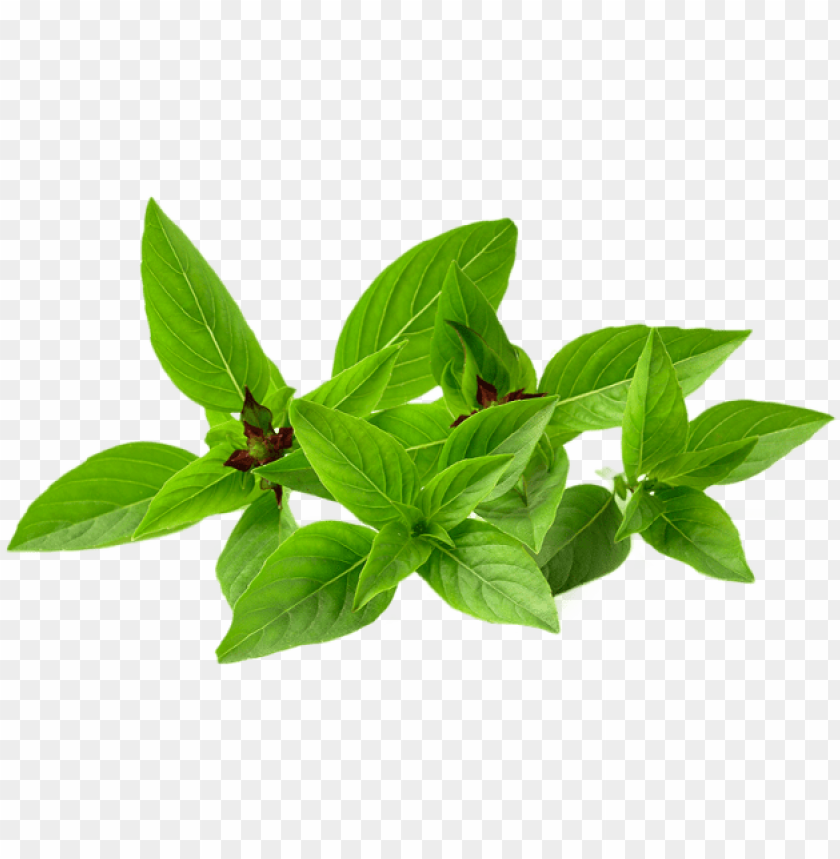 basil vector holy basil PNG transparent with Clear Background ID 201431