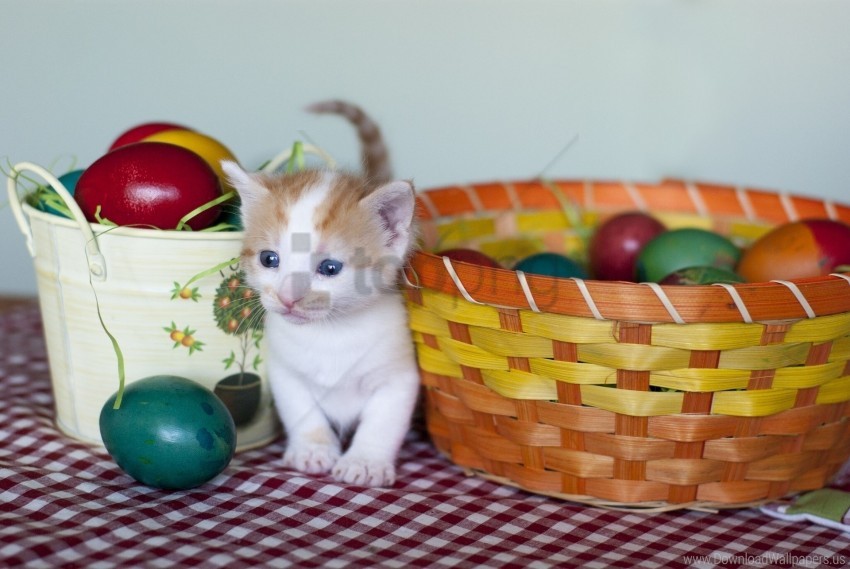 basket easter eggs kitten wallpaper background best stock photos - Image ID 156487