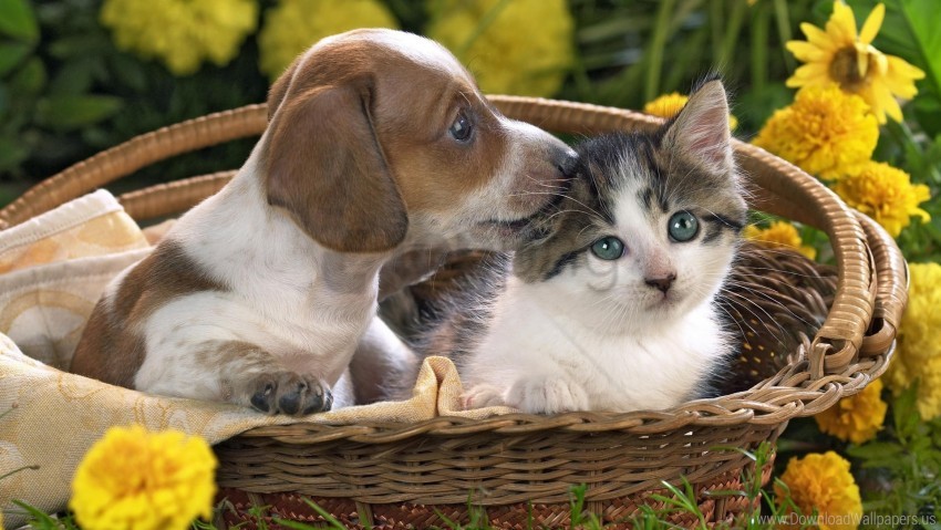 https://toppng.com/uploads/preview/basket-flowers-friendship-kitten-puppy-wallpaper-1155522584826owrodi05.jpg