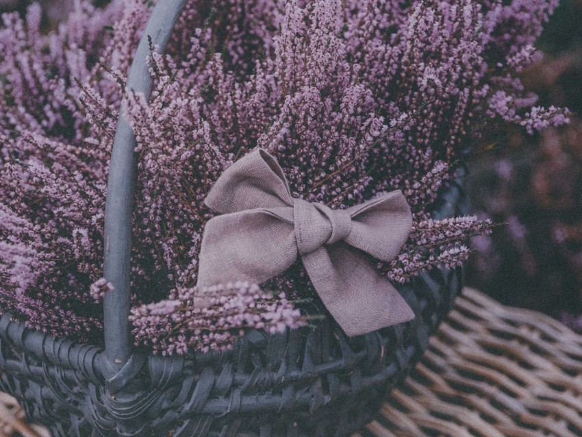 basket, lavender, flowers, purple, bow
