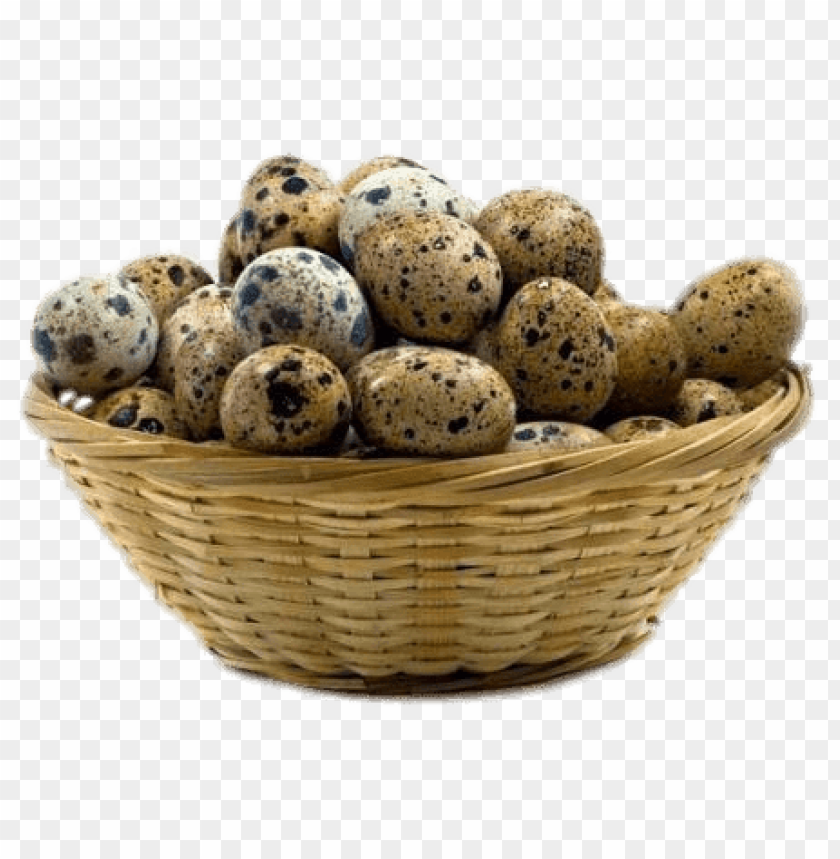 animals, quails, basket of quail eggs, 