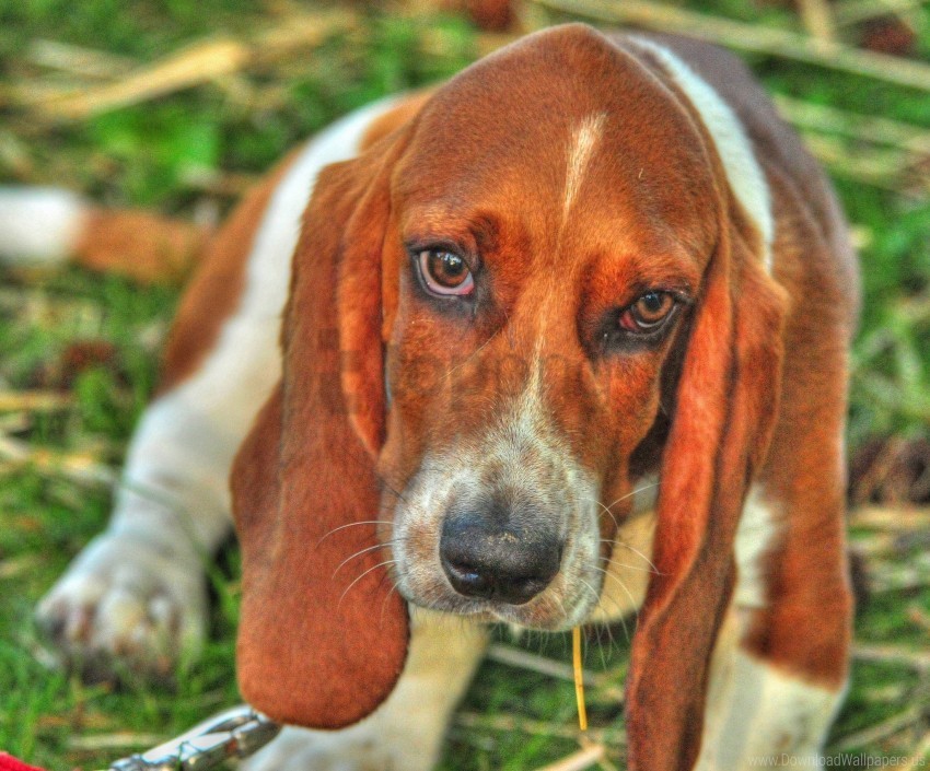 basset dog eyes face wallpaper background best stock photos - Image ID 160850