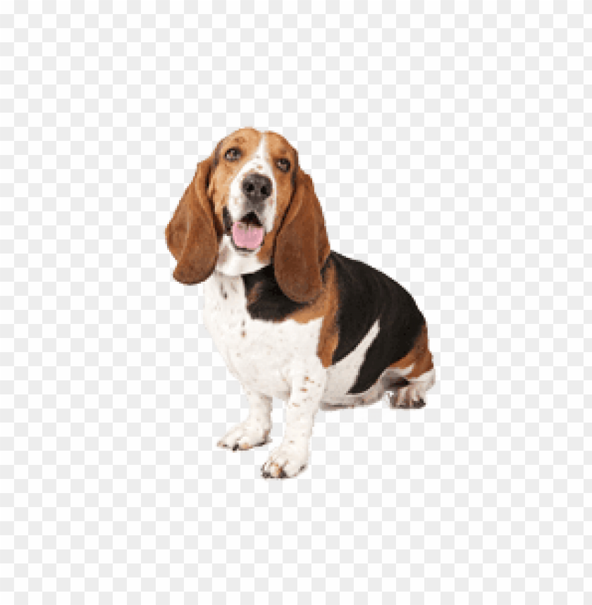 animals, dogs, basset dog looking up right, 