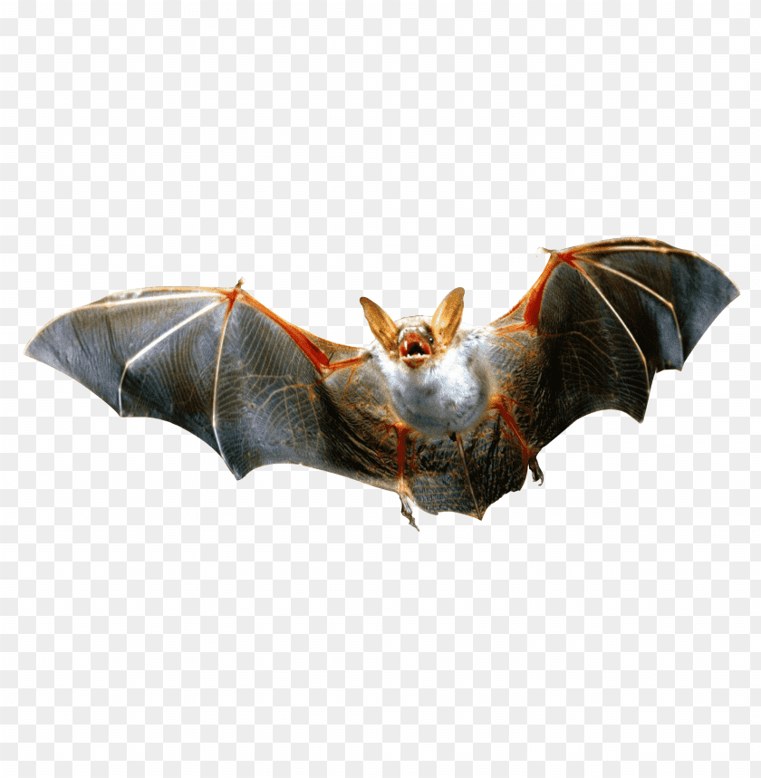 Download Bat Png Images Background