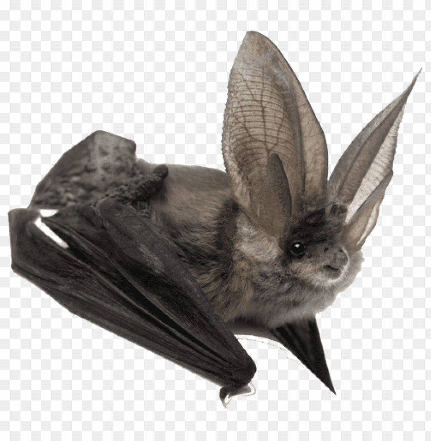 Bat Png Images Background - Image ID 338