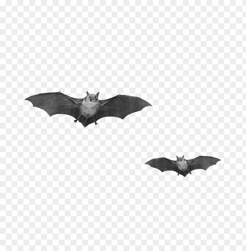 animals, bats, bat duo, 