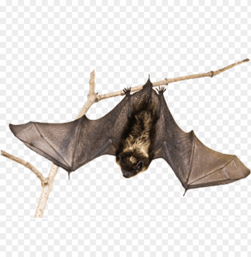 animals, bats, bat on a branch, 