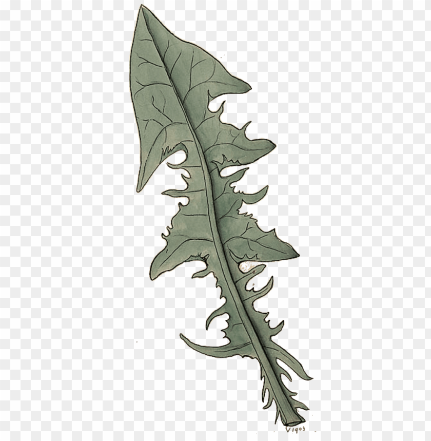 bauhin in his pinax edition of 1623 enumerates two sea kale PNG transparent with Clear Background ID 289242