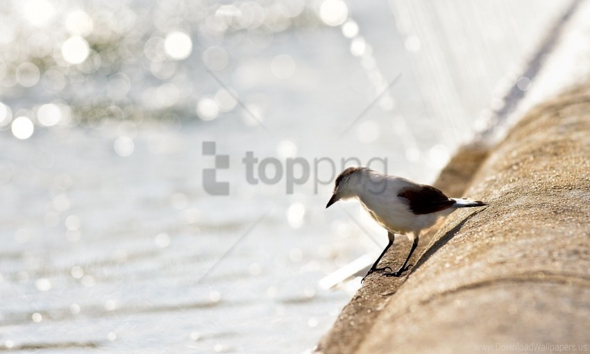 beach birds gulls light wallpaper background best stock photos - Image ID 160224