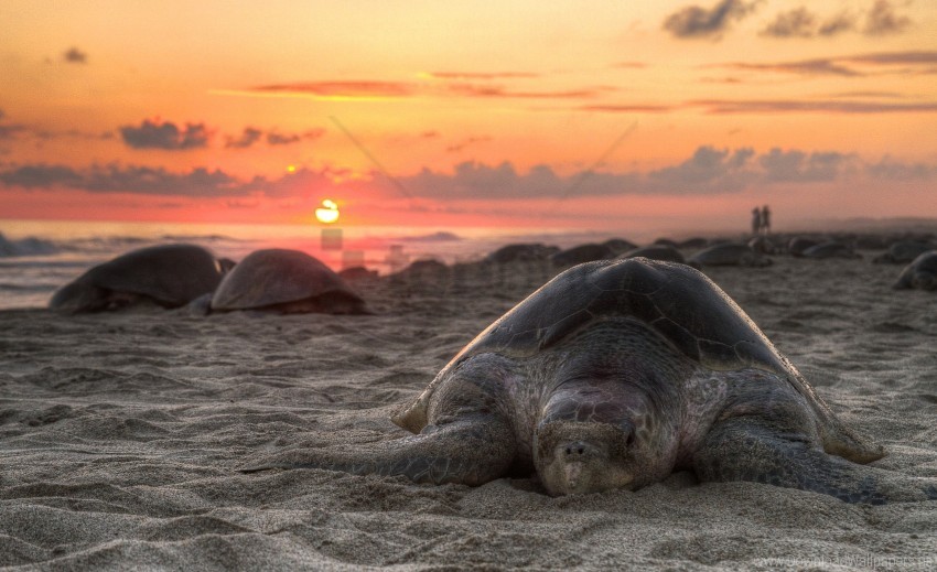 beach sand sky sunset turtle wallpaper background best stock photos - Image ID 160654