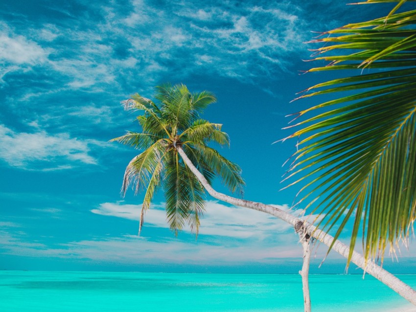 beach, sea, palm trees, summer, tropics