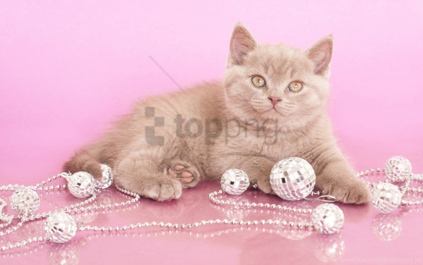 free PNG beads, jewelry, kitten, look, photoshoot wallpaper background best stock photos PNG images transparent