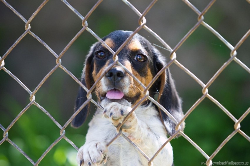 beagle dog fence puppy wallpaper background best stock photos - Image ID 160868