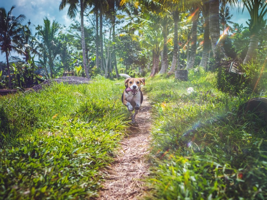 beagle, dog, running, path, grass