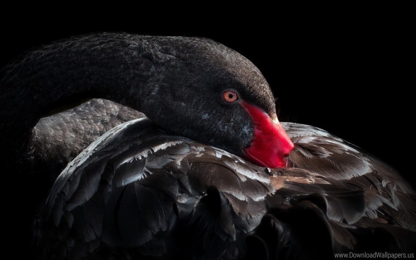 beak, bird, black swan, feathers wallpaper background best stock photos |  TOPpng