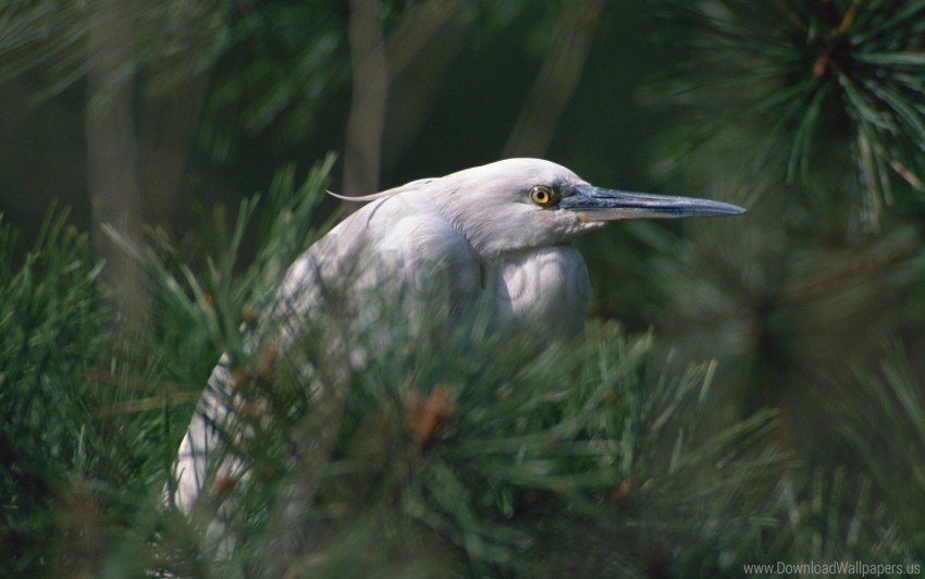 beak bird bushes eyes herbs heron wallpaper background best stock photos - Image ID 160907