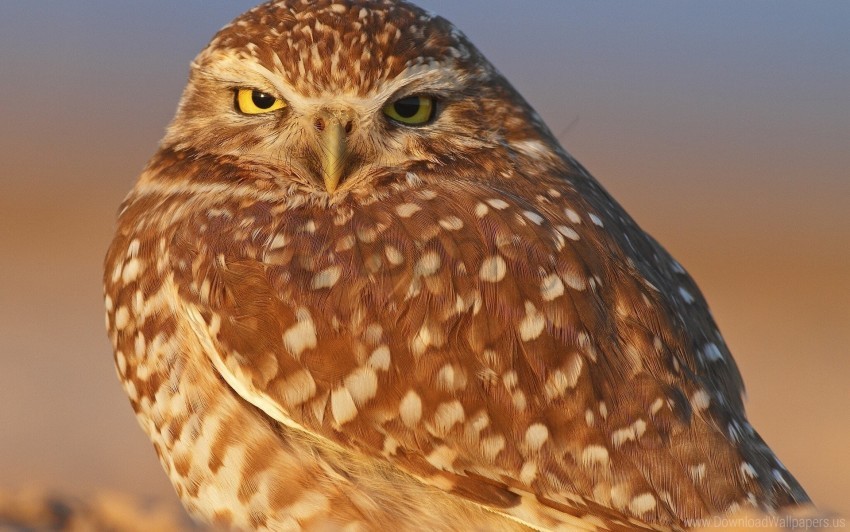 beak bird feathers owl wallpaper background best stock photos - Image ID 147789