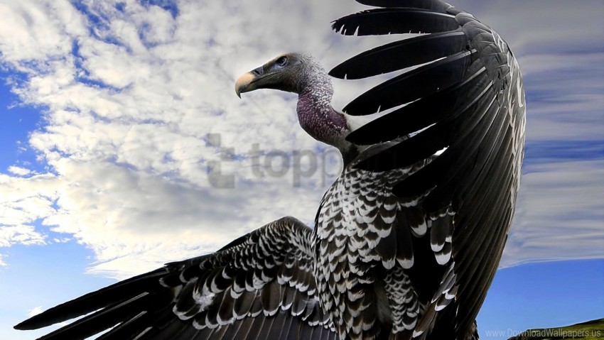 beak bird flight predator sky vulture wings wallpaper background best stock photos - Image ID 159117