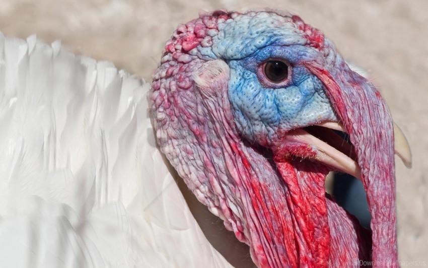 beak bird head turkey wallpaper background best stock photos - Image ID 155667