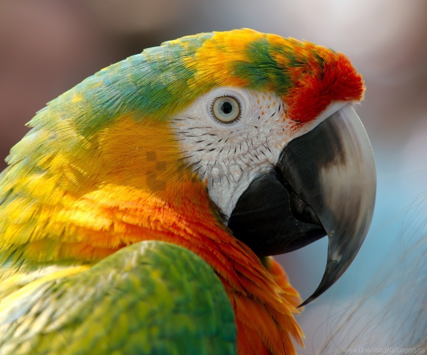 beak bird macaw parrot wallpaper background best stock photos | TOPpng