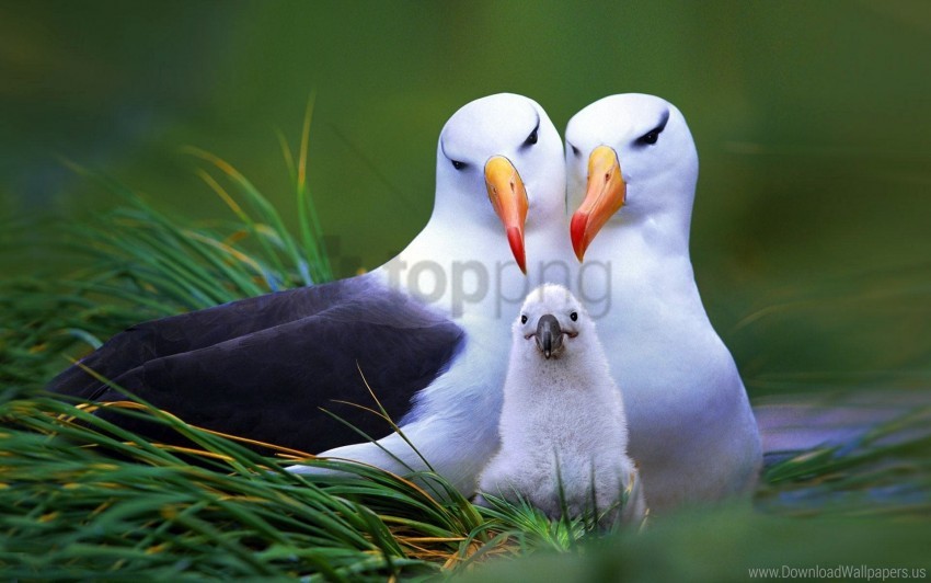 Beak Bird Nest Nestling Wallpaper Background Best Stock Photos