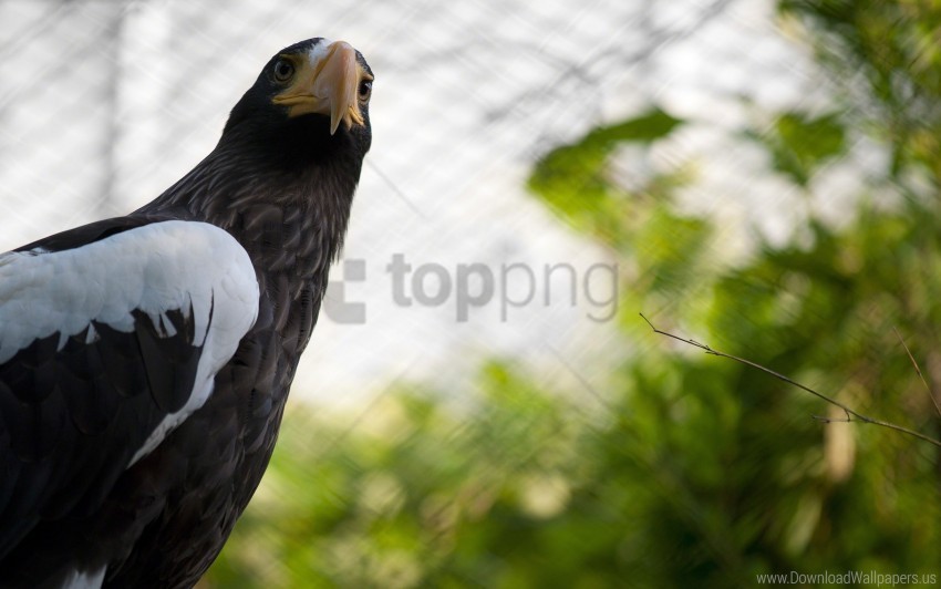 beak branch cage eagle wings wallpaper background best stock photos - Image ID 160622