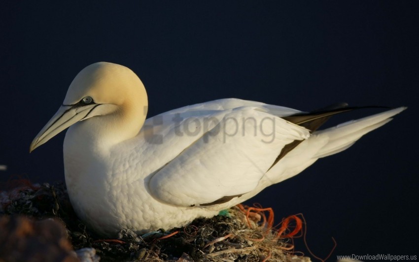 beak gannet nest wallpaper background best stock photos - Image ID 156409