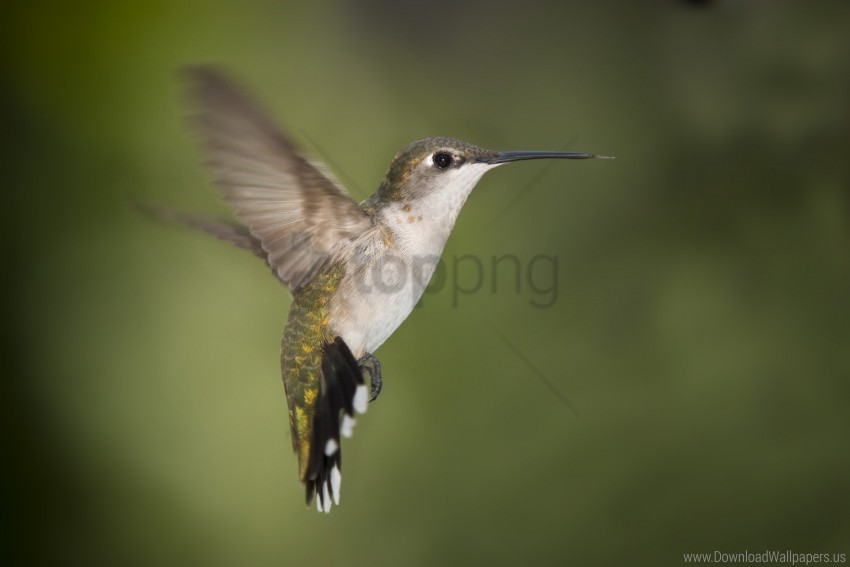 beak hummingbird wings wallpaper background best stock photos - Image ID 162232