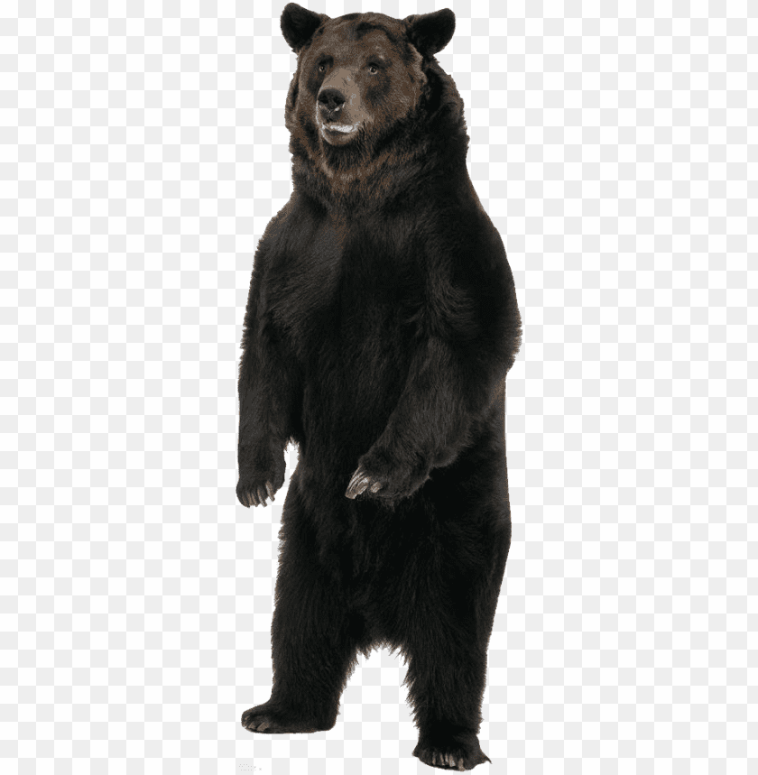 bear,resourceful,smart,bear free png,bear png free,bear pngfree,bear   freepng