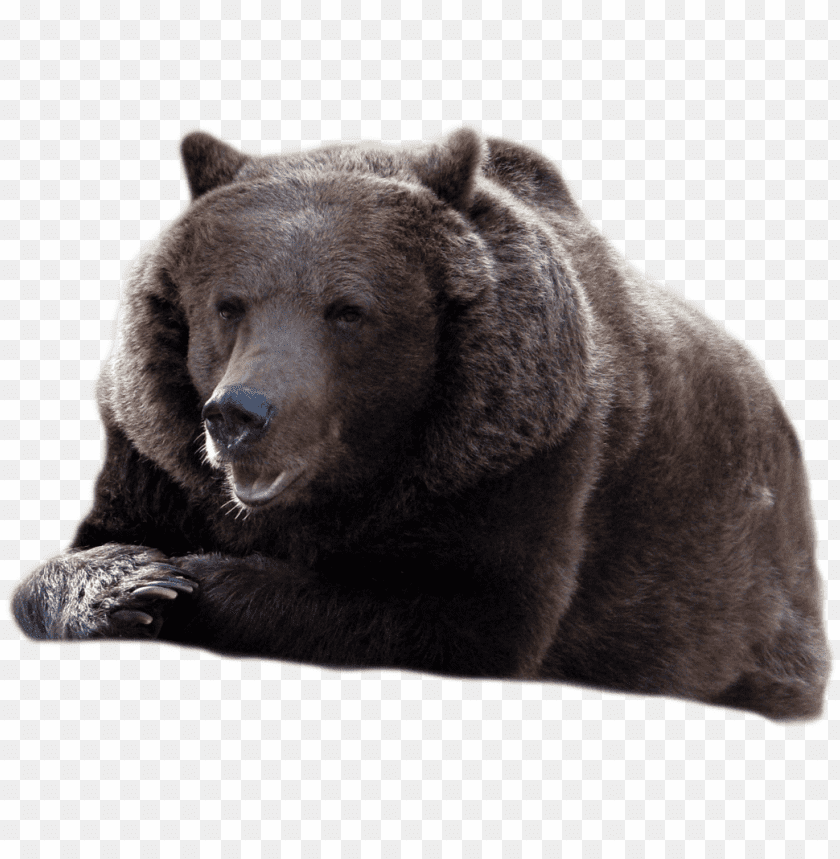 bear,resourceful,smart,bear free png,bear png free,bear pngfree,bear   freepng