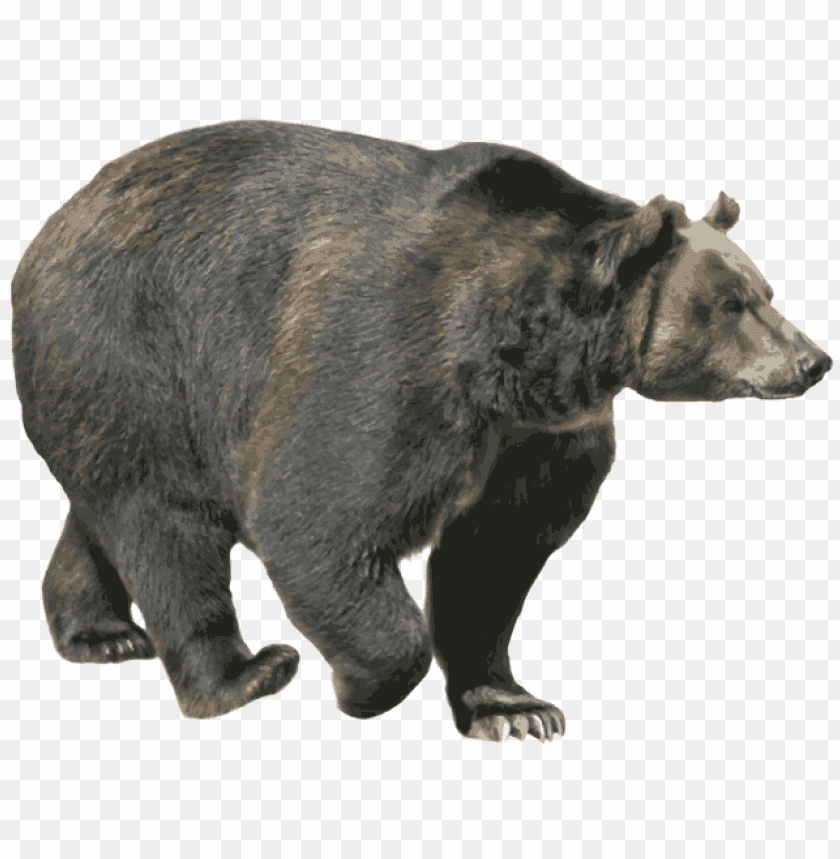 Download Bear Png Images Background@toppng.com