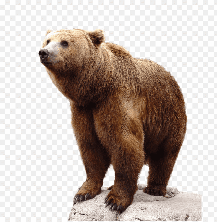 Download Bear Png Images Background@toppng.com