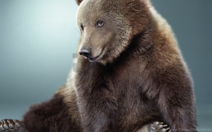 bear black cute fur wallpaper background best stock photos - Image ID 156372